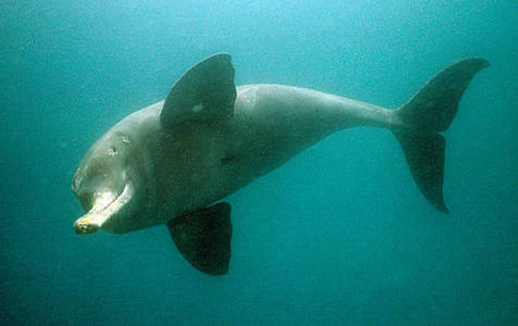 Ganges and Indus River Dolphin